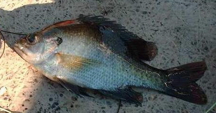 another bream
