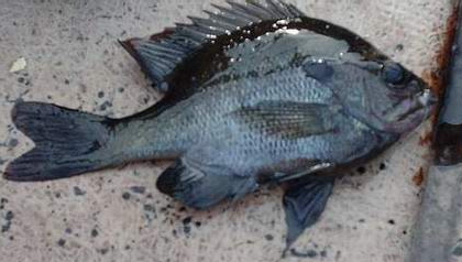 one bream